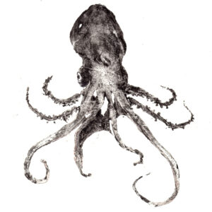 Tremoctopus (Tremoctopus Gracilis?) 20x50 cm Carta kozo Gyotaku, Acrilico 2022
