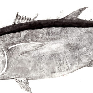Detail: Tonno Rosso - Elena di Capita - Gyotaku Levante
